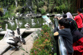 Libur Lebaran di Taman Margasatwa Ragunan
