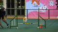 Lomba Ketangkasan Anjing Jatim Agility Race