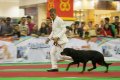 Makassar Dog Show 2015