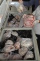 Mapolda Jatim Tunjukan BB Penangkapan Trenggiling Beku