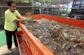 Melihat Budidaya Maggot Pengurai Sampah