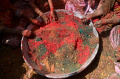 Melihat Festival Holi di India yang Penuh Warna Melihat Festival Holi di India yang Penuh Warna