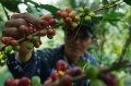 melihat-lebih-dekat-produksi-kopi-cikoneng-desa-tugu-utara_20240611_094713.jpg