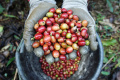 Melihat Lebih Dekat Produksi Kopi Cikoneng Desa Tugu Utara