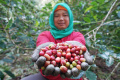 Melihat Lebih Dekat Produksi Kopi Cikoneng Desa Tugu Utara