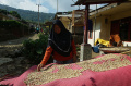 Melihat Lebih Dekat Produksi Kopi Cikoneng Desa Tugu Utara