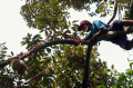melihat-panen-durian-khas-rumpin-di-cigudeg-bogor_20220105_194712.jpg