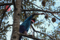 Melihat Panen Durian Khas Rumpin di Cigudeg Bogor