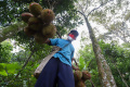 Melihat Panen Durian Khas Rumpin di Cigudeg Bogor
