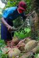 melihat-panen-durian-khas-rumpin-di-cigudeg-bogor_20220105_195251.jpg
