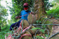 Melihat Panen Durian Khas Rumpin di Cigudeg Bogor