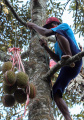 Melihat Panen Durian Khas Rumpin di Cigudeg Bogor