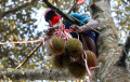 Melihat Panen Durian Khas Rumpin di Cigudeg Bogor