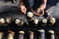 Melihat Proses Pembuatan Lemang