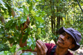 Menengok Panen Cengkeh di Hutan Lhoknga Aceh