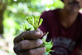Menengok Panen Cengkeh di Hutan Lhoknga Aceh
