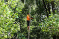 Menengok Panen Cengkeh di Hutan Lhoknga Aceh