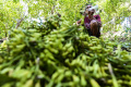 Menengok Panen Cengkeh di Hutan Lhoknga Aceh