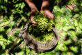 Menengok Panen Cengkeh di Hutan Lhoknga Aceh