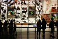 Mengenal Sejarah di American Museum of Natural History