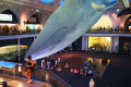 mengenal-sejarah-di-american-museum-of-natural-history_20220801_102159.jpg