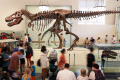 Mengenal Sejarah di American Museum of Natural History