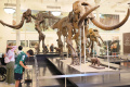 Mengenal Sejarah di American Museum of Natural History