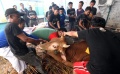 Menyembelih Hewan Qurban Peringati Idul Adha 1438 H
