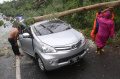 Mobil Tertimpa Pohon Tumbang di Jalan Raden Maulana Bdr Lampung