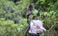 Monyet Ekor Panjang di Kawasan Hutan Lindung Sekupang