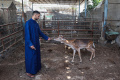 nasib-hewan-di-kebun-binatang-rafah-di-tengah-gempuran-israel_20240525_054017.jpg