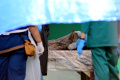 Otopsi Ekshumasi Korban Tragedi Kanjuruhan