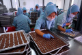 Pabrik J&C Cookies Produksi 10.000 Toples Kue Kering Per Hari