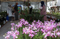 Pameran Flona 2024 di Lapangan Banteng