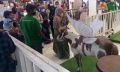 Pameran Hewan Unik di Mal Tangerang City