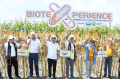 panen-jagung-hibrida-bioteknologi_20230914_171729.jpg