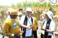 panen-jagung-hibrida-bioteknologi_20230914_171858.jpg