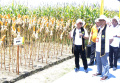panen-jagung-hibrida-bioteknologi_20230914_172010.jpg
