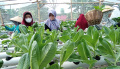 Panen Raya Sayur Hidroponik di KWT Anthurium