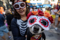 parade-kostum-anjing-halloween-yang-bikin-gemas_20231030_071131.jpg