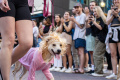 parade-kostum-anjing-halloween-yang-bikin-gemas_20231030_073039.jpg
