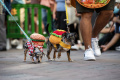 parade-kostum-anjing-halloween-yang-bikin-gemas_20231030_073403.jpg