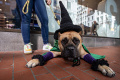 parade-kostum-anjing-halloween-yang-bikin-gemas_20231030_073752.jpg