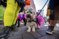 parade-kostum-anjing-halloween-yang-bikin-gemas_20231030_074011.jpg