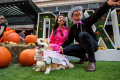 parade-kostum-anjing-halloween-yang-bikin-gemas_20231030_074741.jpg
