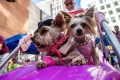 parade-kostum-anjing-halloween-yang-bikin-gemas_20231030_075249.jpg