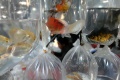 Pasar Ikan Hias Parung Ramai Pengunjung