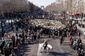 pawai-ribuan-domba-memenuhi-jalanan-paris_20220309_144614.jpg