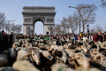 Pawai Ribuan Domba Memenuhi Jalanan Paris
