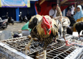 pedagang-ayam-kampung-di-ciledug-tangerang_20220502_033406.jpg